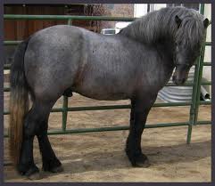 highland horse pony riding